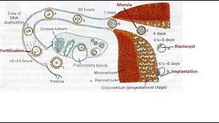 Germinal stage of developmental anatomy [upl. by Pelagi756]