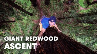 Giant Ascent Chris Sharma Free Climbs Huge Redwood w Help of Scientists [upl. by Harak158]