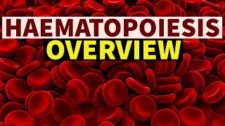 HAEMATOPOIESIS  OVERVIEW  DrSonu Yadav  Pathology Kingdom  Haematology [upl. by Nnylsoj]