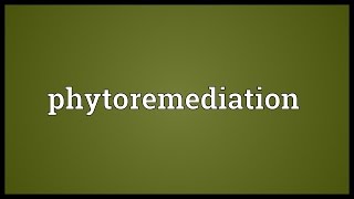 Phytoremediation Meaning [upl. by Pierson851]