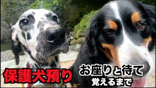 ブリーダー崩壊から保護犬ダルメシアンの成長記録 [upl. by Hortensa434]