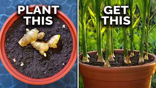 How to Grow and Harvest Ginger [upl. by Annovy]