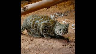 Andean Mountain Cat [upl. by Ocirderf631]