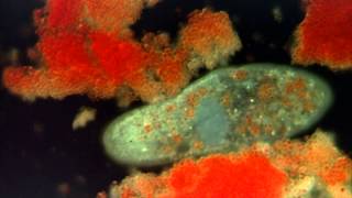 Introduction to the Protists [upl. by Sykes]