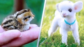 15 Cutest Pets You Can Legally Own [upl. by Gnauq219]