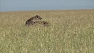 Spotted hyena mating behavior [upl. by Euqimod711]