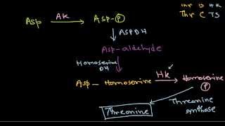 Amino acid synthesis [upl. by Noivaz]