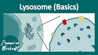 Lysosome structure and function  Lysosomal function  Lysosomal enzymes  cell bio [upl. by Hnid]