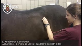 Physical examination of the horse [upl. by Sergio657]