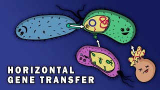 CONJUGATION TRANSFORMATION TRANSDUCTION HORIZONTAL GENE TRANSFER [upl. by Nolyd]