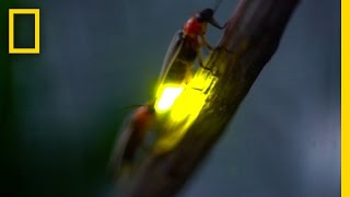 Watch Fireflies Glowing in Sync to Attract Mates  National Geographic [upl. by Aleihs811]