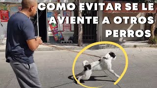 Mi PERRO ladra a personas y perros en la CALLE como EVITARLO [upl. by Hayotal]