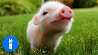 Cute Baby Micro Teacup Pig  BEST Compilation [upl. by Reger113]