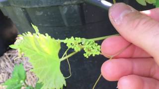 RazzMaTazz The First Continuous Fruiting Grape [upl. by Farrah114]