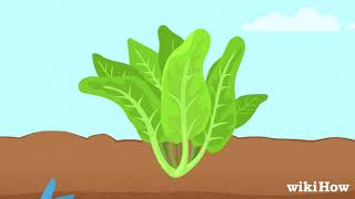 How to Harvest Romaine Lettuce [upl. by Auj143]