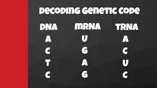 Decode from DNA to mRNA to tRNA to amino acids [upl. by Davin]