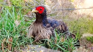 Beautiful Kalij Pheasants  Nature  wild life Devender Kumar [upl. by Lednew942]