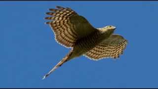 Sparrowhawk Bird Call Bird Song [upl. by Acitel760]