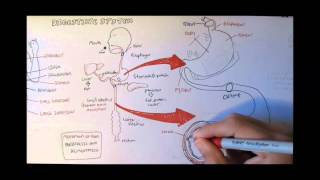 Digestive System Anatomy [upl. by Allerym]