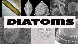 What are Diatoms [upl. by Audre]