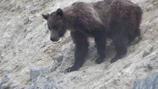 MOUNTAIN GOAT GRIZZLY BEAR ENCOUNTER IN CANADIAN ROCKIES [upl. by Hedveh]