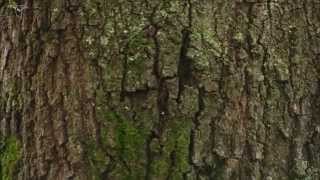 Whitebreasted Nuthatch foraging on tree trunk [upl. by Wylma]