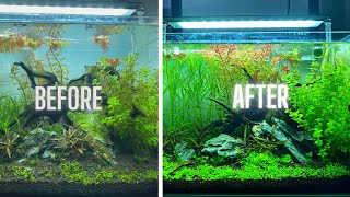 HOW TO HAVE AN ALGAE FREE AQUARIUM [upl. by Briano831]