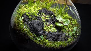 The Carnivorous Sundew Terrarium [upl. by Oidale]