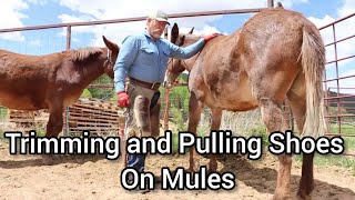 Trimming and Pulling Shoes on Mules  RJF [upl. by Cas489]