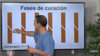 Fracturas fisuras tipos y fases de curación  Fisioterapia Bilbao [upl. by Sher]