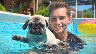 Die HUNDE WELPEN lernen SCHWIMMEN  Welpen Vlog 4 [upl. by Witt]