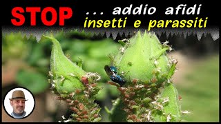 STOP addio afidi insetti e parassiti [upl. by Oderfla261]