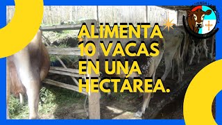 ALIMENTA 10 VACAS EN UNA HECTÁREA [upl. by Philemol]