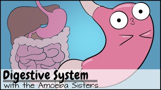 Digestive System [upl. by Anayd295]