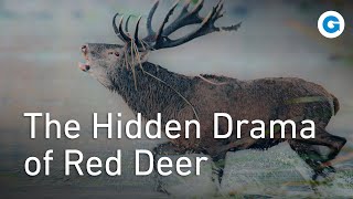 Definition of Hart Wildlife Documentaries on Red Deer [upl. by Azial]