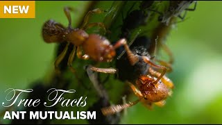 True Facts  Ant Mutualism [upl. by Hau]