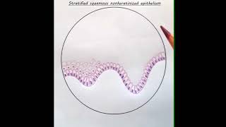 HISTOLOGY  How to draw Stratified squamous epithelium  Part 1 [upl. by Harimas]