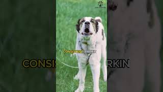 Most dangerous dog barking [upl. by Notsrik]