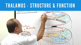 Thalamus  Structure and Function  Neuroanatomy [upl. by Hakeber]