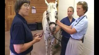 Respiratory System Physical Examination of the Horse [upl. by Resaec]