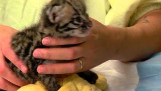 Ocelot Kitten Feeding  Cincinnati Zoo [upl. by Ayinat575]