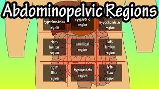 Abdominopelvic Quadrants And Regions  Abdominal Quadrants [upl. by Aihsekyw898]