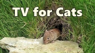 Cat TV Mouse Hole  Mice for Cats to Watch  8 HOURS 🐭 Videos for Cats to Watch Mice [upl. by Ynnot196]