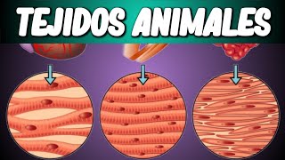 TEJIDOS ANIMALES Biología desde Cero [upl. by Nappy]