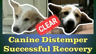 Surviving Distemper  A Success Story [upl. by Centonze]