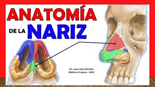 🥇 ANATOMÍA DE LA NARIZ ¡Explicación Fácil y Sencilla [upl. by Ade139]