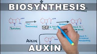 Biosynthesis of Auxin [upl. by Acinaj31]