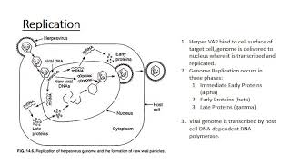 The Human Herpes Viruses [upl. by Enayd]