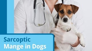 Sarcoptic Mange in Dogs [upl. by Trey]