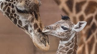 Baby Giraffes Run and Play [upl. by Yelsek]